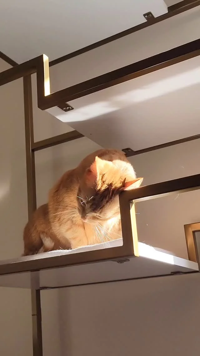 Purrrrfect for a sunny day☀️⁠
.⁠
.⁠
.⁠
#cat #instacat #catsofinatagram #cats #catfurniture #metropolitancatcondo 
⁠