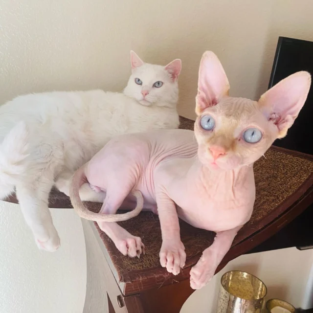 ⁠Can we help you? 👀 We're not moving from our favorite spot. ✋️ #LotusCatTower⁠
⁠
⁠
⁠
#cat #catfurniture #refinedfeline #sphynxcat ⁠
⁠