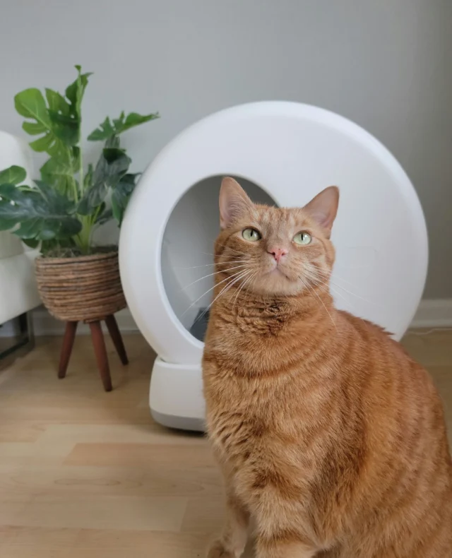 Hello? Is it me your looking fur? 😸✨
.
.
.
#catpuns #sorrynotsorry #automaticlitterbox #catfashion #catlovers #catsofinstagram #catlover #kitty #catlove #kitten #catstagram #lovecats #kittycat #cat #cats #style #beauty #catfashionista #meow #catlady #catstyle #catlife #crazycatlady #catoftheday #catsagram #instacat #cats_of_instagram #instagramcats #kittens