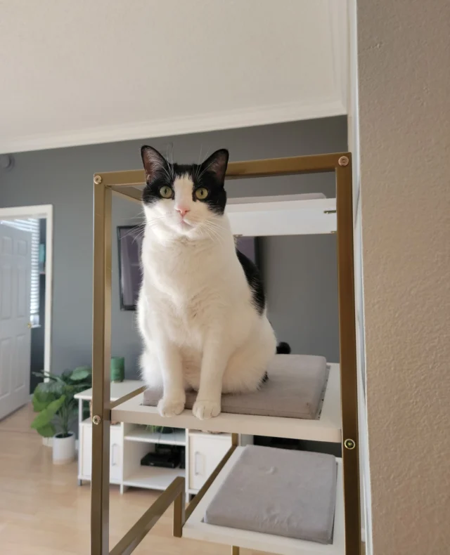 This one's for the cat dads. We see you, we love you, we think there should be more of you.
#happyfathersday #catdads #cats